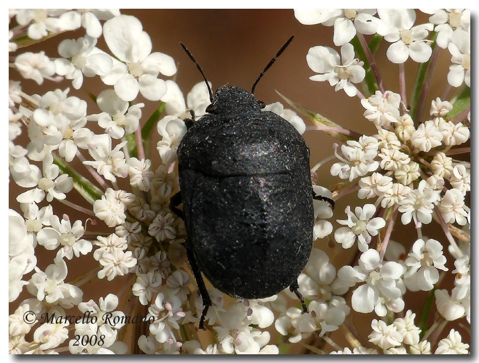 Psacasta exanthematica, forma melanica dalla Sicilia